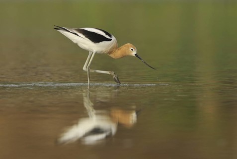 American Avocet (Recurvirostra americana), Alberta, Canada
