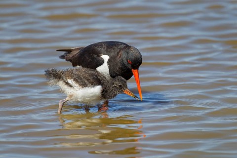 Eurasian oystercatcher (Haematopus ostralegus) adult parent wading bird feeding its juvenile baby