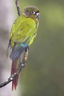Maroon-bellied Parakeet (Pyrrhura frontalis), Bahia, Brazil