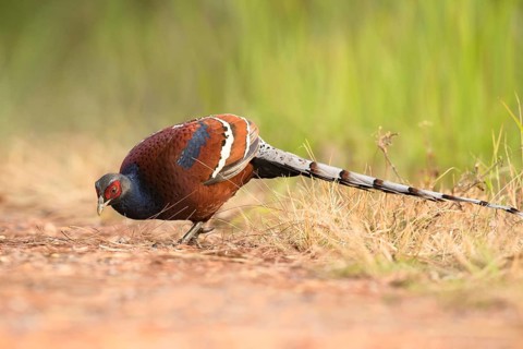 Mrs. Hume's Pheasant (Syrmaticus humiae) male, Chiang Mai, Thailand