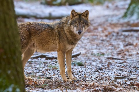 A wolf stands in a snowy forest, surrounded by trees, looking directly at the camera, Winter, Wolf