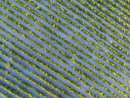 The vineyard of the Bodega González Byass near the town of Jerez de la Frontera. Aerial view. Drone