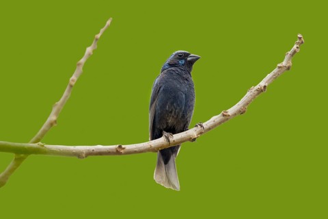 Blue Bunting Cyanocompsa parellina west of El Tuito, Jalisco, Mexico 13 June Adult Male