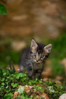A curious tabby kitten cautiously explores a rocky garden area, surrounded by lush green leaves and