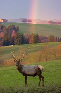 An Altai maral stag, Altai wapiti or Altai elk (Cervus canadensis sibiricus) stands in a meadow. A