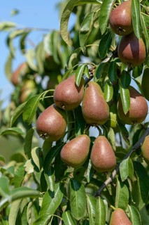Pyrus communis GUTE LUISE VON AVRANCHES, Bundessortenamt Prüfstelle Wurzen, Federal Republic of