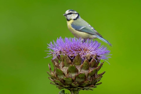 Blue tit (Cyanistes caeruleus) adult bird on a garden Artichoke thistle flower in summer, Norfolk,