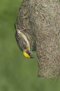 Baya Weaver (Ploceus philippinus) male, Singapore