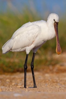 Spoonbill, (Platalea leucorodia), Floating Hide fixed, Tiszaalpár, Kiskunsági National Park,