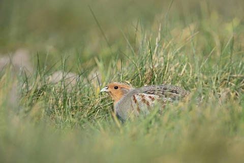 Grey Partridge (Perdix perdix) perched in grass field, North Rhine-Westphalia, Germany