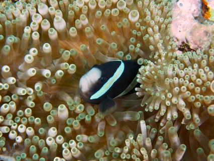A Clark's anemonefish (Amphiprion clarkii), melanistic, lying protected inside an anemone,
