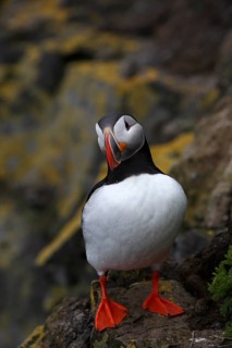Atlantic Puffin, Common Puffin. Fratercula arctica, at the cliffs of Latrabjarg, Iceland