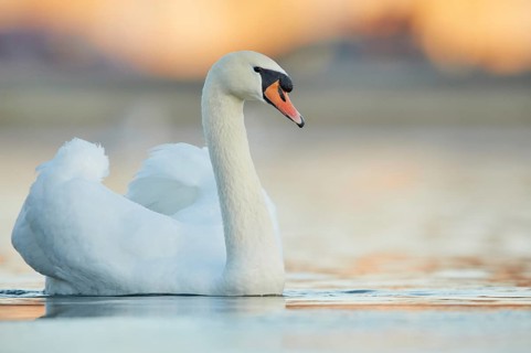 Mute Swan (Cygnus olor), Bavaria, Germany