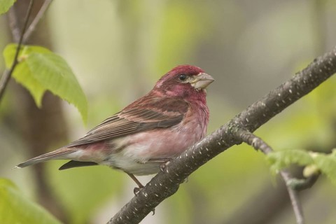 Purple Finch (Haemorhous purpureus) male, Maine, USA