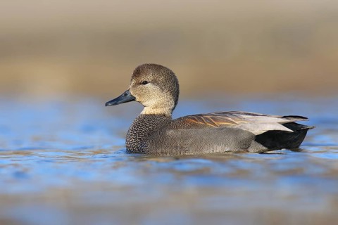 Gadwall (Mareca strepera) male, British Columbia, Canada