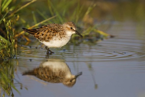 Little Stint (Calidris minuta), Cyprus
