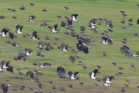 Northern Lapwing & Common Starling (Vanellus vanellus) group flying, North Rhine-Westphalia,