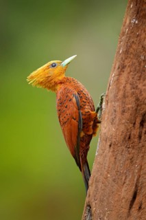 Chestnut-coloured Woodpecker, Celeus castaneus, brawn bird with red face from Costa Rica.