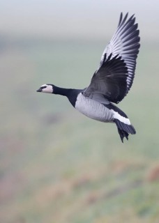 Barnacle Goose (Branta leucopsis) flying, Friesland, Netherlands