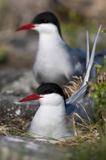 Arctic Tern (Sterna paradisaea), Schleswig-Holstein, Germany