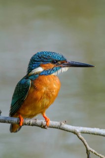 Common Kingfisher (Alcedo atthis) male, Bavaria, Germany