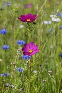 Flower meadow with cornflowers (Centaurea cyanea) and cosmos (Cosmos), Emsland, Lower Saxony,