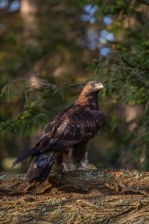 One golden eagle (Aquila chrysaetos) sitting on a rotting log. A green forest in the background