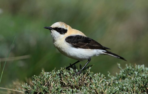 Black-eared Wheatear (Oenanthe hispanica) male perched on a branch, French Riviera, France