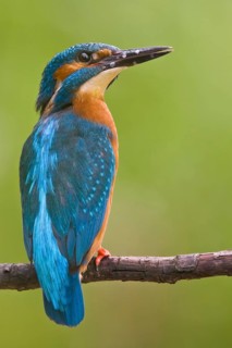 Common Kingfisher (Alcedo atthis) male, Saxony-Anhalt, Germany