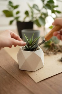 Hands tending to a haworthia plant in a geometric pot, showcasing indoor gardening and plant care.