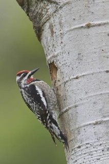 Red-naped Sapsucker (Sphyrapicus nuchalis) female, British Columbia, Canada