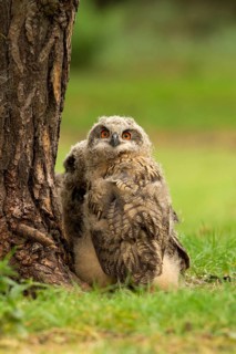 Eurasian Eagle-Owl (Bubo bubo) juvenile, Utrecht, Netherlands