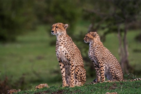Cheetah (Panthera pardus), South Africa