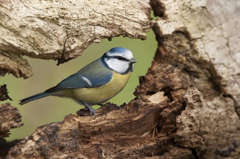 Eurasian Blue Tit (Cyanistes caeruleus), Thuringia, Germany