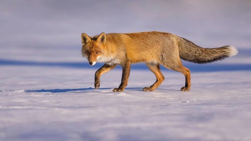 Red fox (Vulpes vulpes), foraging in a meadow covered with snow, Swabian Alb biosphere reserve,