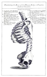 Anatomy, representation of the bones of the human body and torso in a lateral position, anatomical