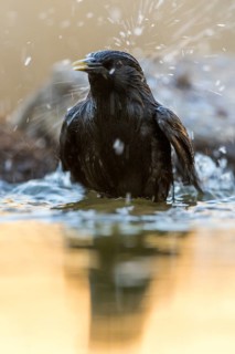 Spotless Starling (Sturnus unicolor) bathing at waterhole, Andalusia, Spain