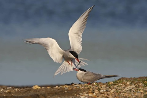 Common Tern (Sterna hirundo) mating, Netherlands