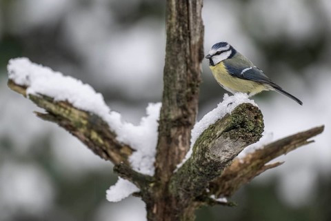 Blue tit (Parus caerulea), Emsland, Lower Saxony, Germany
