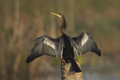 Anhinga (Anhinga anhinga), Florida, USA