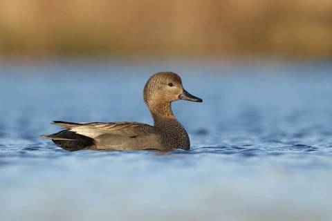 Gadwall (Mareca strepera), Utrecht, Netherlands