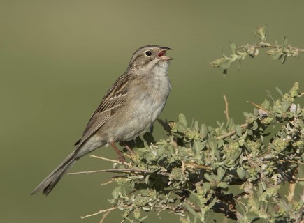 Brewer's Sparrow (Spizella breweri) singing, Colorado, USA