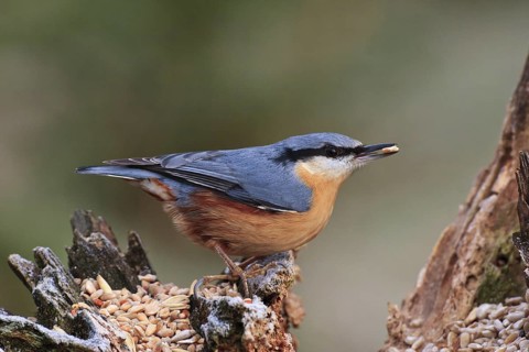 Eurasian Nuthatch (Sitta europaea), Bavaria, Germany