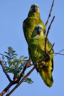 A pair of free-living blue-fronted amazons (Amazona aestiva) in a public park in Buenos Aires,