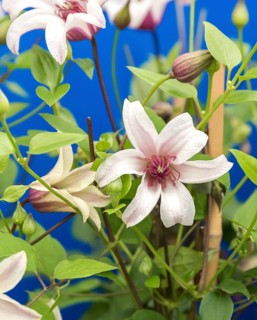 Clematis PRINCESS KATE, Plantarium 2016, Netherlands