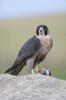 Peregrine Falcon (Falco peregrinus) female, Saxony, Germany