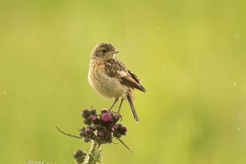 European Stonechat (Saxicola rubicola) juvenile, Bavaria, Germany