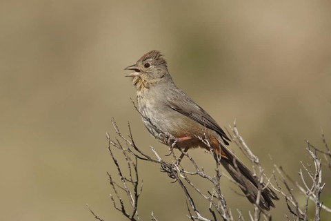 Canyon Towhee (Melozone fusca) singing, Arizona, USA