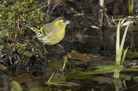 Eurasian Siskin (Spinus spinus) male, Saxony, Germany