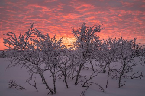 Birch trees covered with sunset, Saariselkä, Lapland, Finland, January 2025